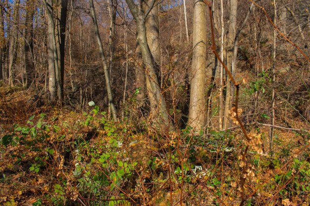 Troncos en medio de un bosque