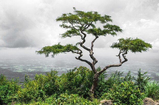 Tropicaltree solitario en el valle de las colinas de Nelliyampathy, Kerala en India