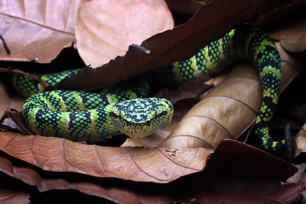 Foto gratuita tropidolaemus wagleri serpiente escondida en hojas secas