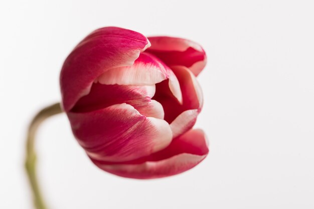 Tulipán abierto rojo aislado en la superficie blanca
