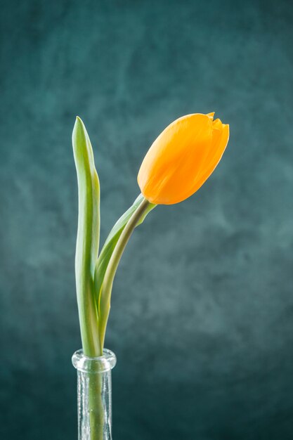 Tulipán amarillo fresco en florero estrecho