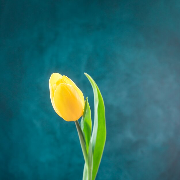Tulipán amarillo fresco en tallo verde