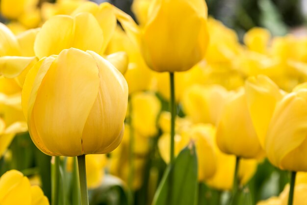 Tulipán amarillo en primavera