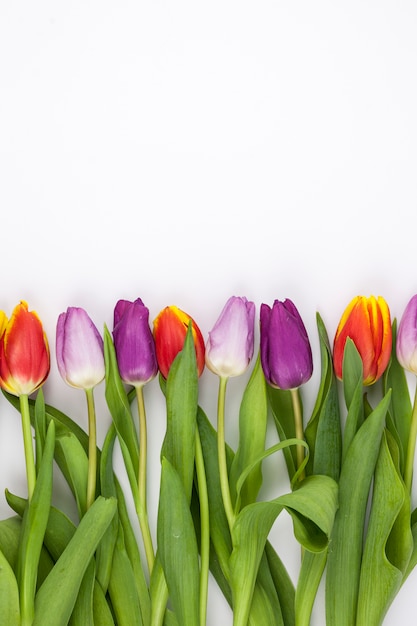 Foto gratuita tulipán colorido dispuesto en fila sobre fondo blanco