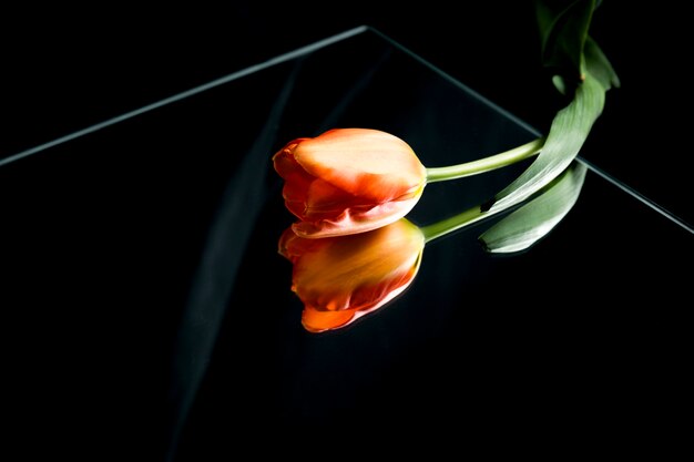 Tulipán fresco sobre vidrio sobre fondo negro con la reflexión