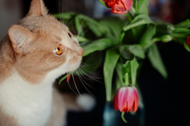 Tulipán rojo toca la nariz de un gato esponjoso