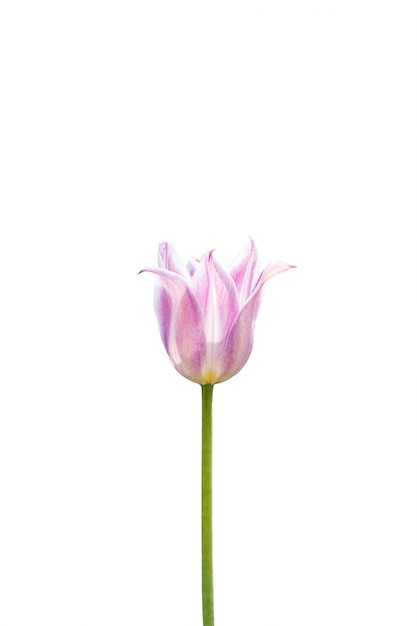 Tulipán rosa aislado sobre un fondo blanco.