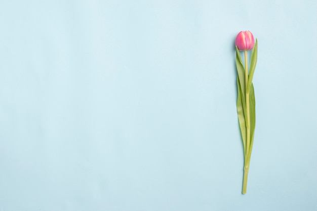 Tulipán rosa en azul