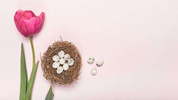 Foto gratuita tulipán rosa con huevos de codorniz en nido.