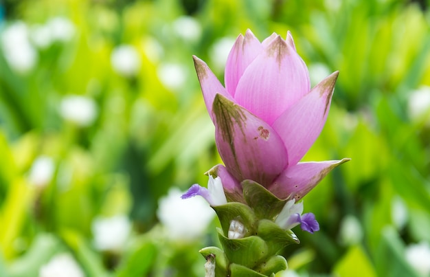 Foto gratuita tulipán siam rosa