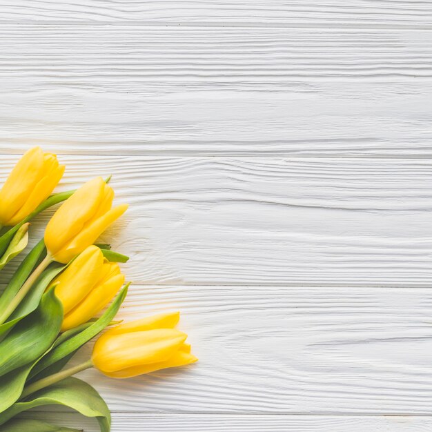 Tulipanes amarillos sobre blanco