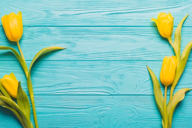Tulipanes amarillos sobre fondo turquesa