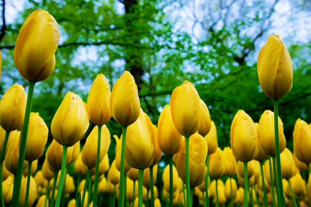 Tulipanes amarillos vistos desde el suelo