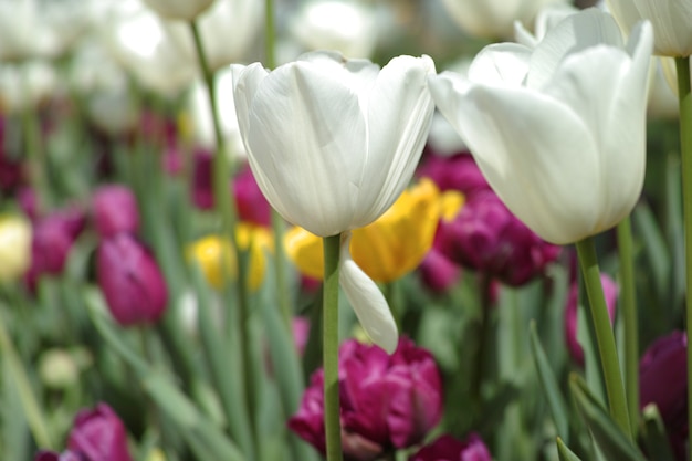 Tulipanes blancos con fondo desenfocado