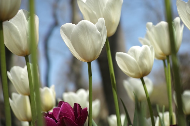 Tulipanes blancos con fondo desenfocado