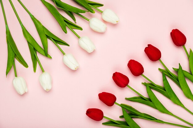 Tulipanes blancos y rojos alineados en la mesa