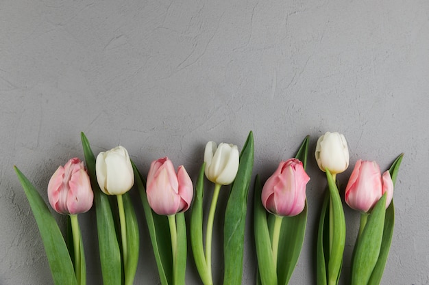 Foto gratuita tulipanes blancos y rosados frescos en fondo concreto gris