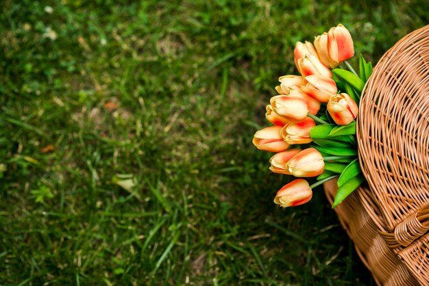 Tulipanes en una cesta de picnic vista superior