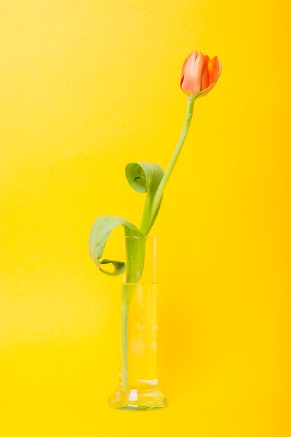 Un tulipanes de color naranja en un vaso de vidrio contra el fondo amarillo