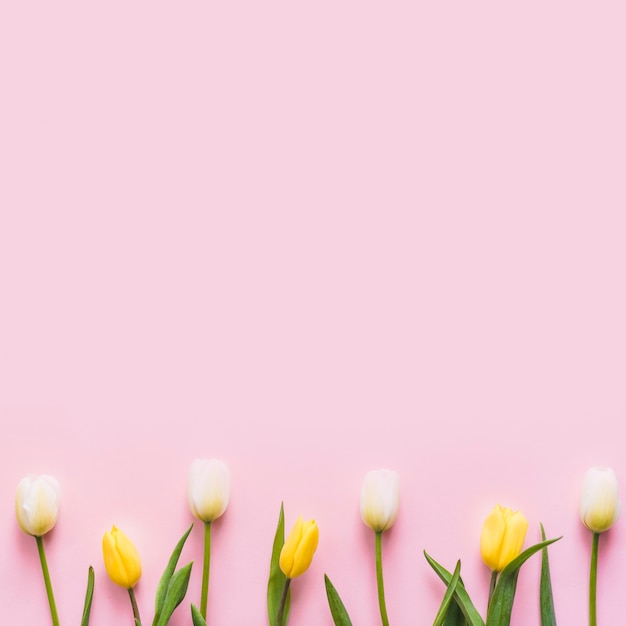 Tulipanes decorativos de colores sobre un fondo