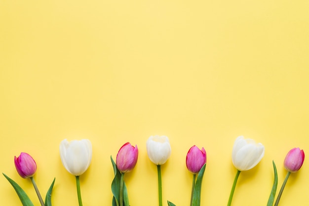 Foto gratuita tulipanes decorativos de colores sobre un fondo