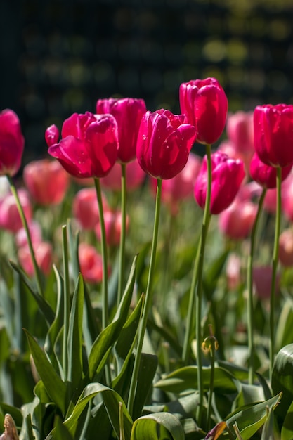 Tulipanes en el jardín