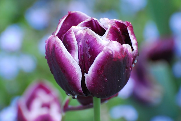 Tulipanes morados con gotas de rocío en el exterior de los pétalos