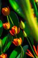 Foto gratuita tulipanes naranjas en un campo verde