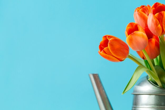 Tulipanes naranjas con fondo azul