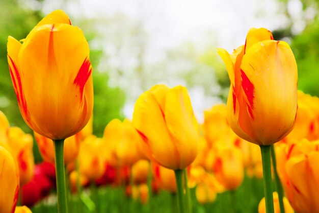 Tulipanes naranjas