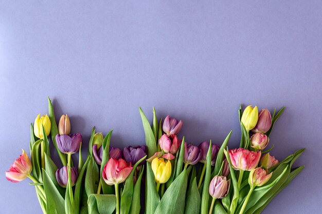 Tulipanes planos sobre un fondo de color
