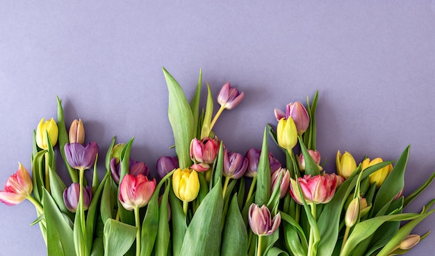 Tulipanes planos sobre un fondo de color