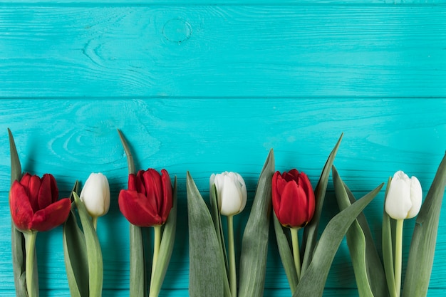 Tulipanes rojos y blancos brillantes en superficie texturizada de madera turquesa