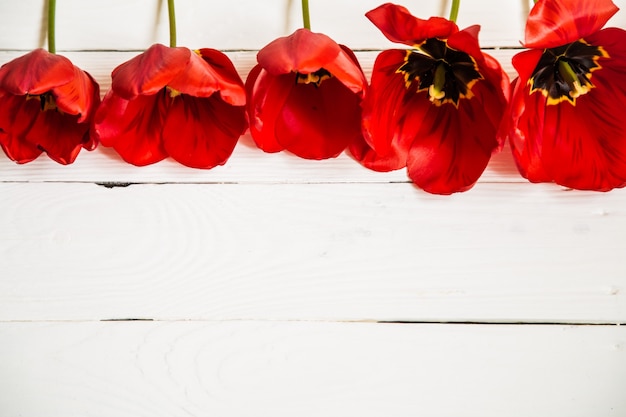 Foto gratuita tulipanes rojos sobre fondo blanco de madera, en una fila, primer plano, concepto de flores de primavera