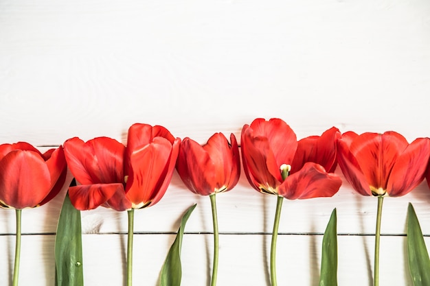 Tulipanes rojos sobre fondo blanco de madera, en una fila, primer plano, concepto de flores de primavera