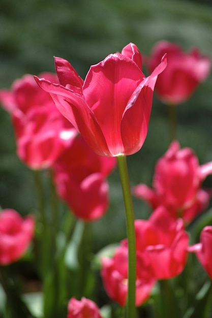 Tulipanes rojos