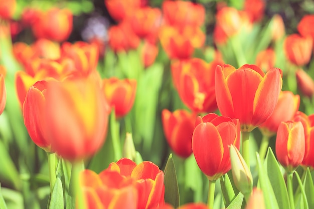 Tulipanes rojos