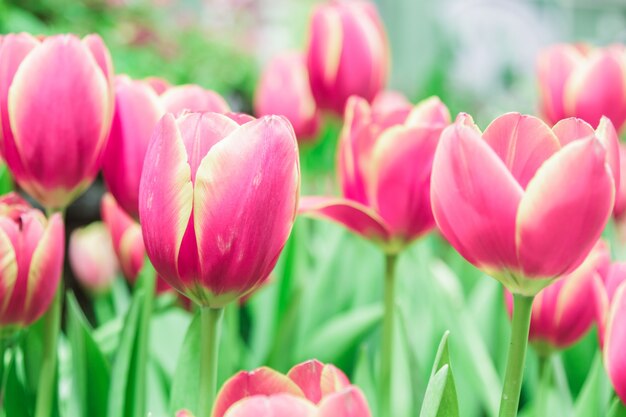 Tulipanes rojos