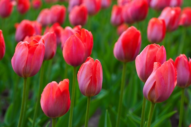 Foto gratuita tulipanes rojos