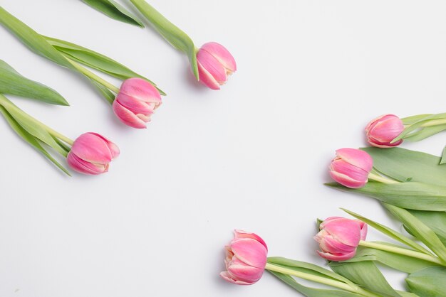 Tulipanes rosa sobre blanco