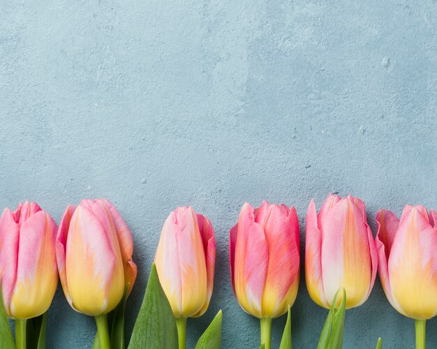 Tulipanes rosados alineados en la mesa