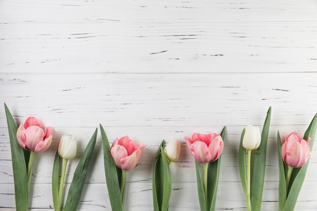 Tulipanes rosados y blancos adornados en tablón de madera blanco