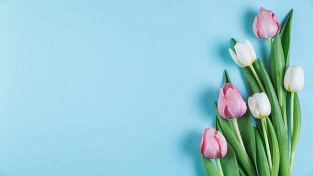 Tulipanes rosados y blancos frescos sobre fondo liso azul
