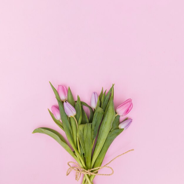 Tulipanes suaves sobre fondo rosa