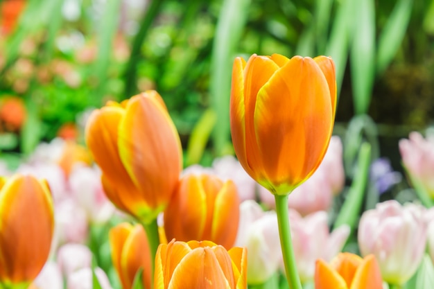 Tulipanes