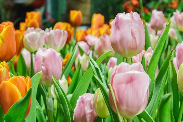 Tulipanes