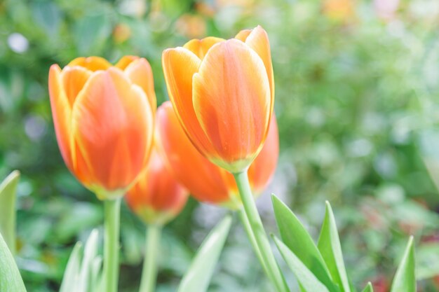 Tulipanes