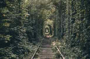 Foto gratuita túnel ferroviario de árboles y arbustos, túnel del amor.