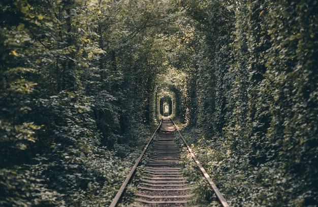 Túnel ferroviario de árboles y arbustos, túnel del amor.