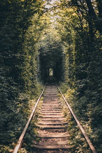 Túnel ferroviario de árboles y arbustos, túnel del amor.